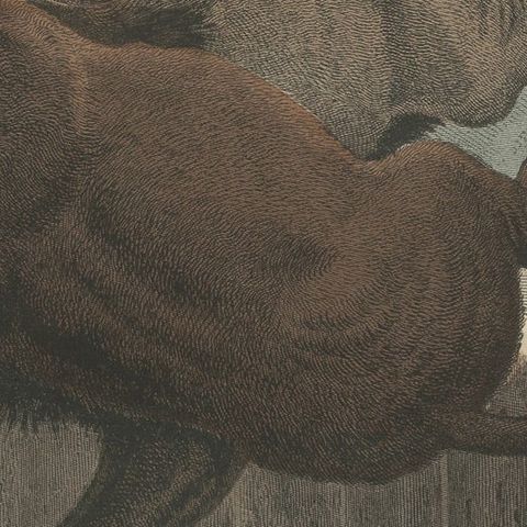 Antique Print of a Lion Attack published circa 1865, close-up 2