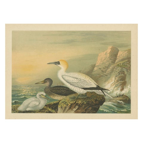 Antique Bird Print of Northern Gannets on Cliffside at Sunset, 19th Century