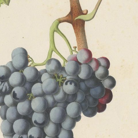 Rare Original Antique Lithograph of the Grenache Alicante Grape Variety, 1890, close-up 2