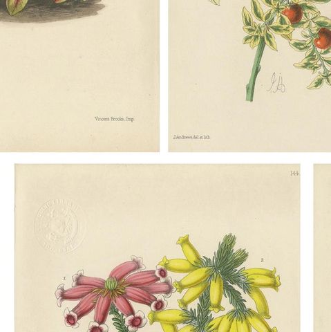Set of 5 Antique Botany Prints, Mixed Colors, by Brooks 'c.1870', close-up 2