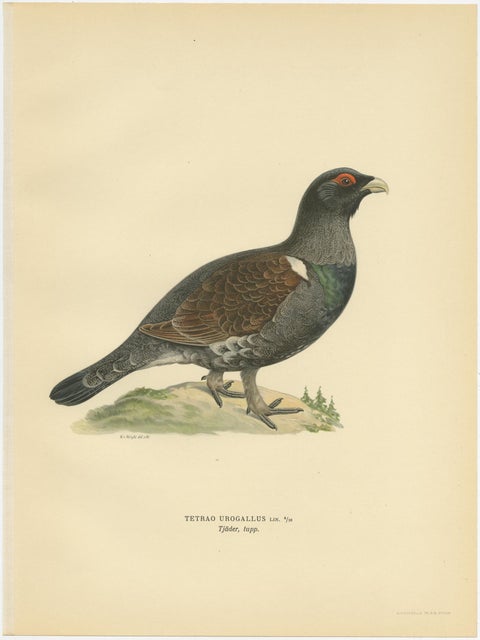 Antique Bird Print of the Western Capercaillie 'Male' by Von Wright, 1929, view 4