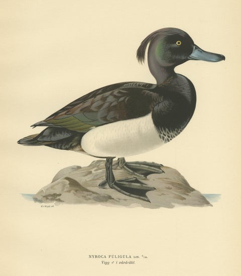 Antique Bird Print of the Tufted Duck by Von Wright, 1929, view 3