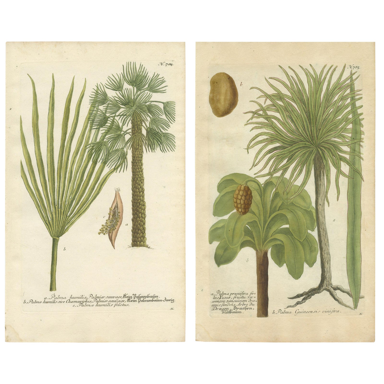 Set of 2 Botany Prints of the European Fan Palm and Copernicia Prunifera, c.1740