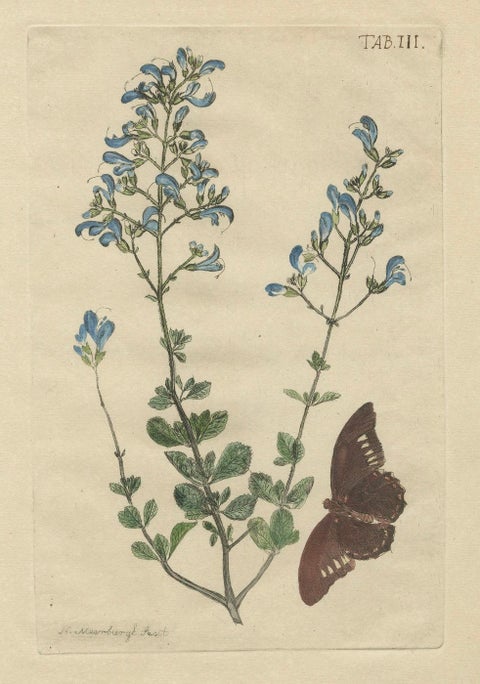 Rare Botanical Beauties with Butterflies, 1775 Plates from Meerburgh’s Garden, close-up 3