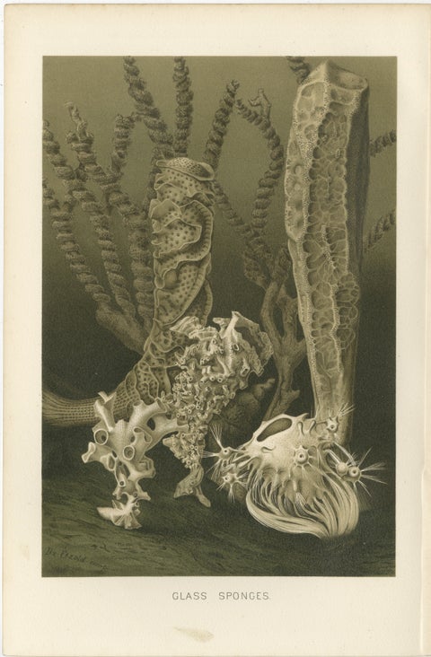 Glass Sponges, Deep-Sea Marine Life, Royal Natural History, 1896, view 2
