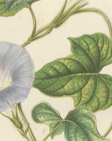Japanese Morning Glory Azurea, Pharbitis Polymorpha Plate IV, 1858, close-up 2