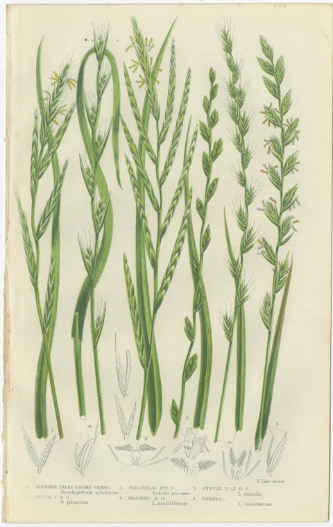 British Rushes, Pair of Victorian Botanical Engravings, 1873, view 3