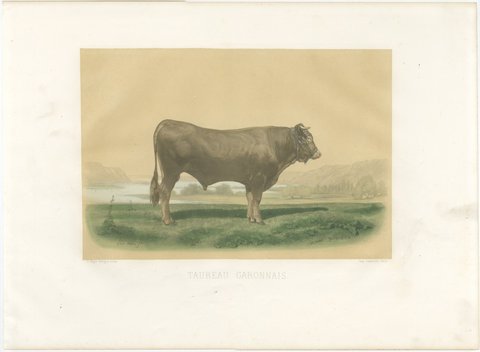 Garonnais Bull, Antique Cattle Print after Isidore Bonheur, 1873, view 2