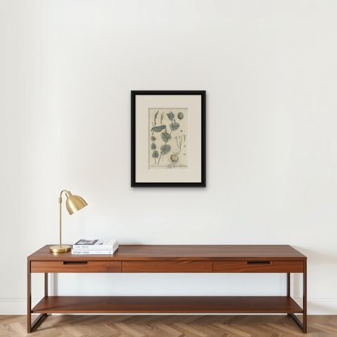 Antique Botanical Print of Aristolochia Rotunda, shown framed on a wall