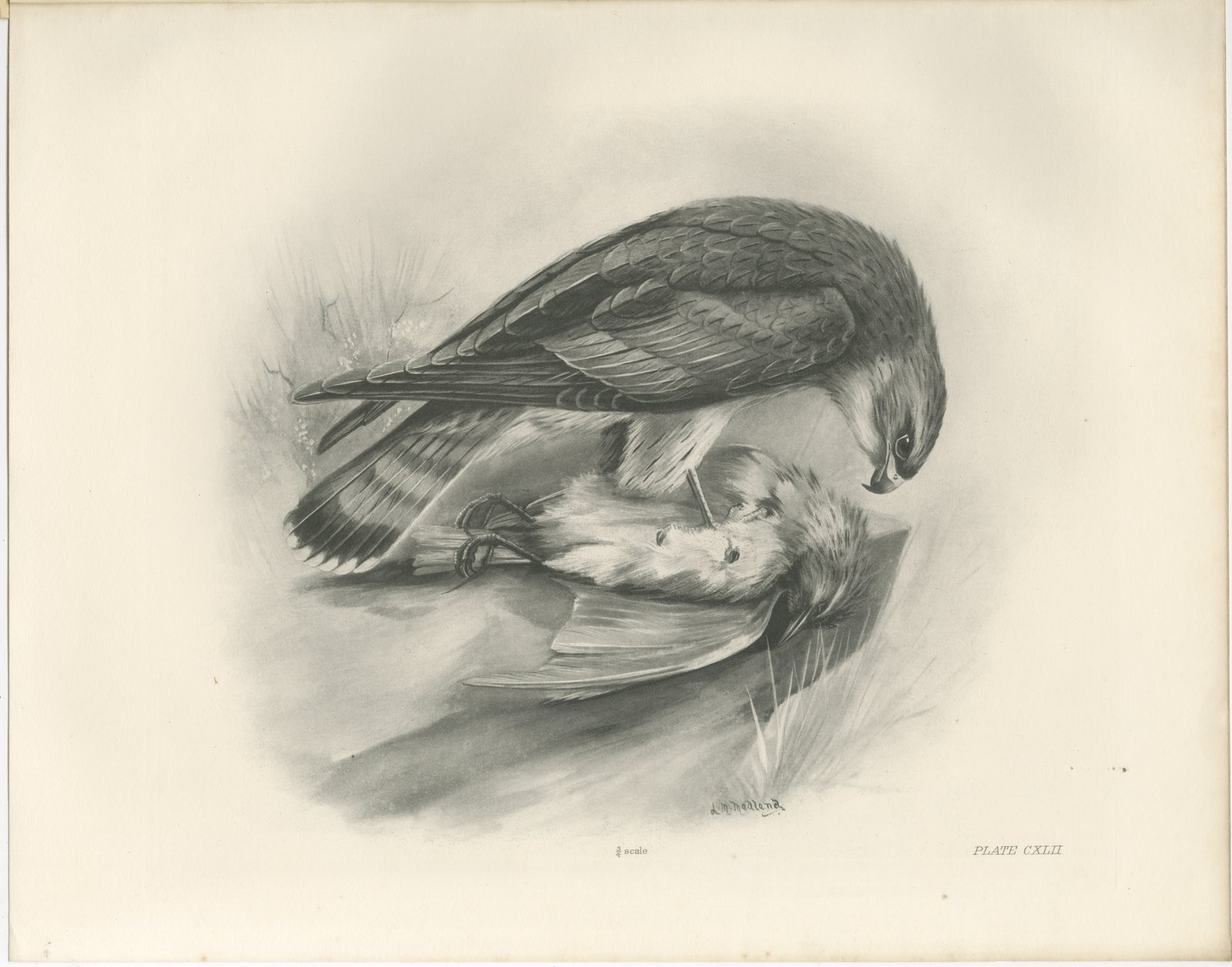 Antique Merlin Falcon with Prey Print by Lilian M. Medland, 1908