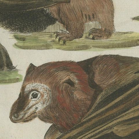Hand Colored Antique Print of Flying Foxes and Bats, circa 1820, close-up 5