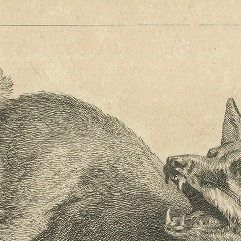 Renard, The Red Fox: An Original Detailed Etching - circa 1740, close-up 4