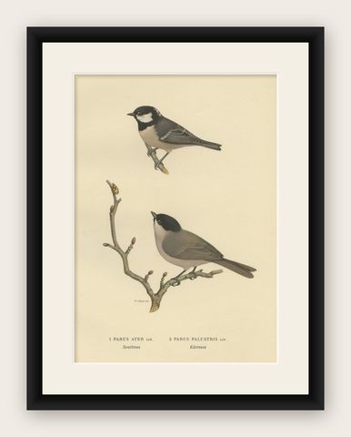 Attractive Antique Bird Print of The Coal Tit, 1927, shown framed