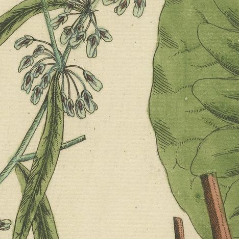 Antique Botanical Print of Rumex Aquaticus, close-up 2