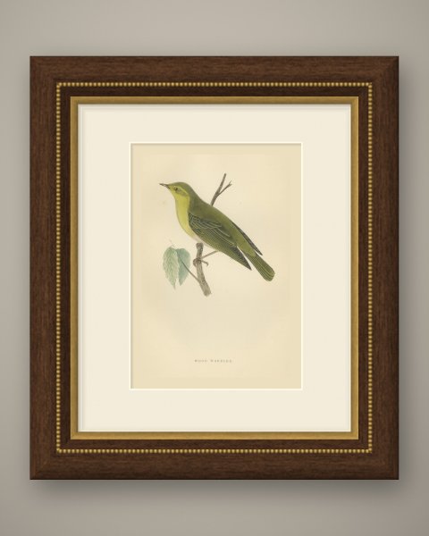 Wood Warbler in Yellow and Green, Hand Colored Morris Bird Plate, 1896, shown framed