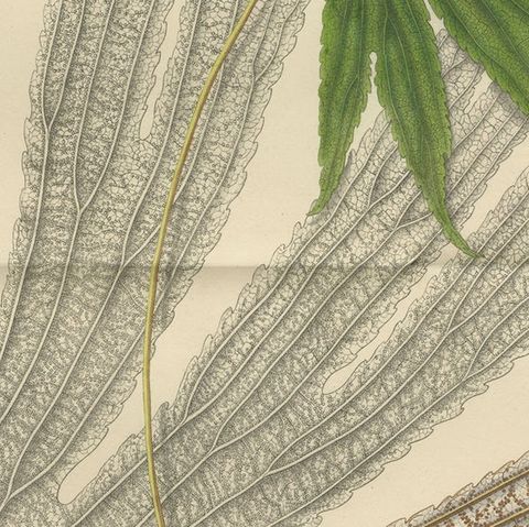 Large, Uniquely Handcolored Lithograph of Ferns of Indonesia 'Polypodium', 1829, close-up 2