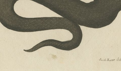 Two Snakes with Open Jaws, Antique Bertuch Print, Vienna, circa 1805, close-up 2