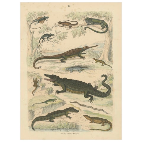 Crocodiles, Lizards & Reptiles Print: Alligator, Monitor, Iguana, Antique 1867