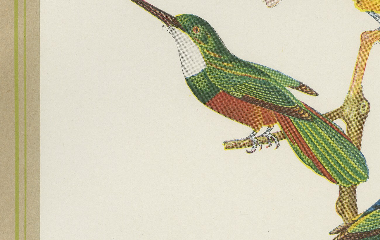 Jacamars and Motmots, Brazilian Bird Print, Descourtilz, 1944, view 4