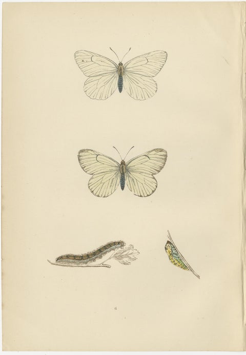 Metamorphosis Montage: The Life Stages of a Butterfly, 1890, view 4