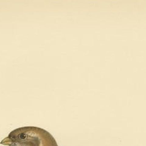 Decorative Original Antique Bird Print of The Snow Bunting, 1927, close-up 1