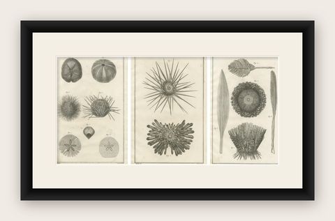 Set of Three Engravings of Sea Urchins and Marine Life by Diderot, ca.1770, shown framed