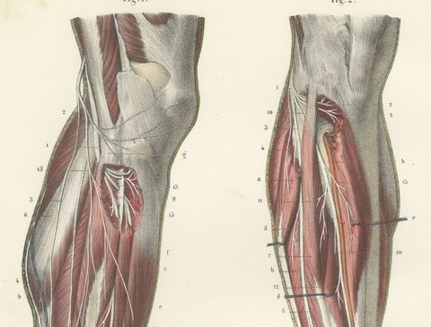 The Peroneal Nerves of the Leg, Antique Hirschfeld Anatomy Print, 1866, view 3