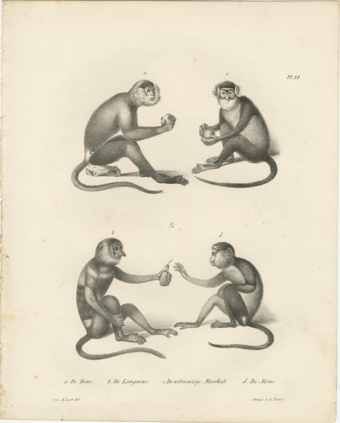 Spring Monkeys and Other Species, Lithographs by Last, 1836, Zoological Studies, view 3