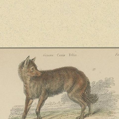Pl. 8 Antique Print of a Jackal, Lion and Tiger by Richardson, circa 1860, close-up 1