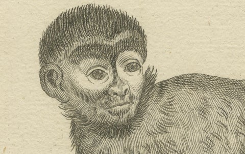 Antique Engraving of a Capuchin Monkey (Simia apella Linn.), A. Hoffer, ca.1800, close-up 4