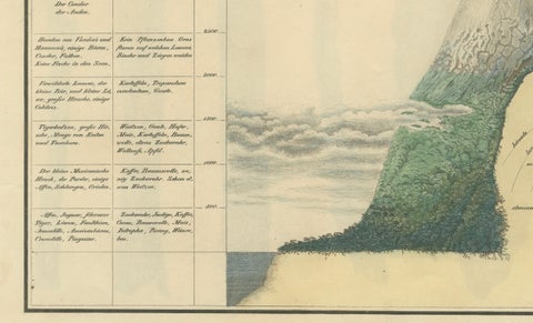 Cinchona Bark Varieties: A Rare Hand-Colored Illustrated Botanical Atlas (1826), close-up 3