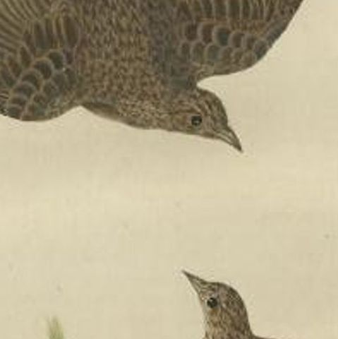 Antique Bird Print of the Common Lark by Sepp & Nozeman, 1770, close-up 2