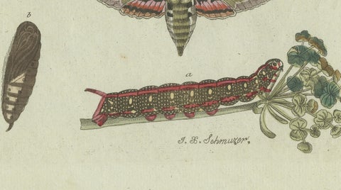 Unique Entomology Study - Hand-Colored Butterfly Prints Published in ca.1780, close-up 1