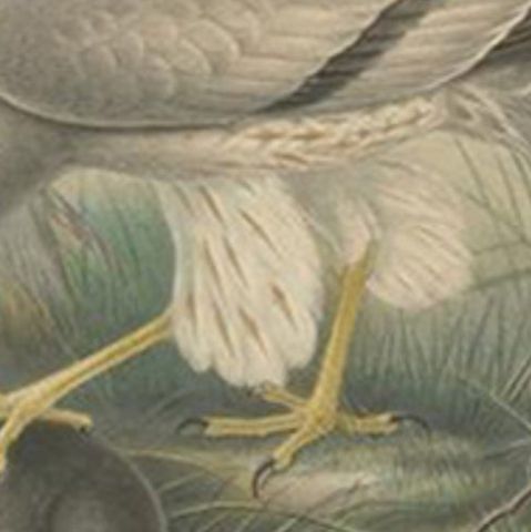 Antique Bird Print of the Ash-Colored Harrier by Gould, c.1870, close-up 1