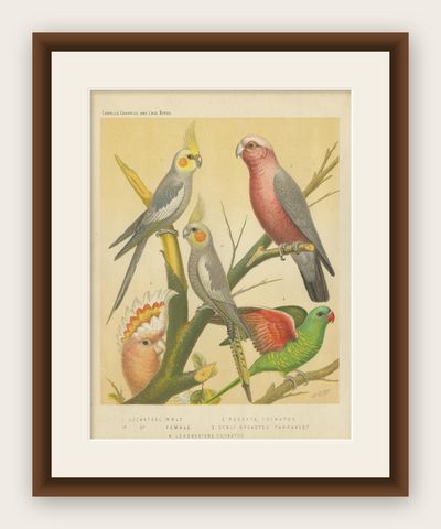 Antique Bird Print of the Cockateel Male, Roseatte Cockatoo and Others, shown framed