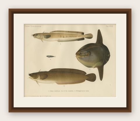 Ocean Sunfish and Scandinavian Blennies - Unique and Striking Fish Litho, 1895, shown framed