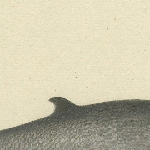 Northern Bottlenose Whale: Classic 18th Century Scientific Illustration, 1775, close-up 4