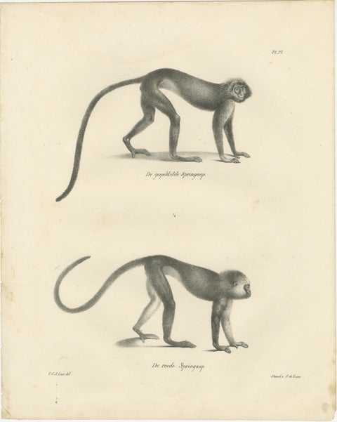 Spring Monkeys and Other Species, Lithographs by Last, 1836, Zoological Studies, view 2