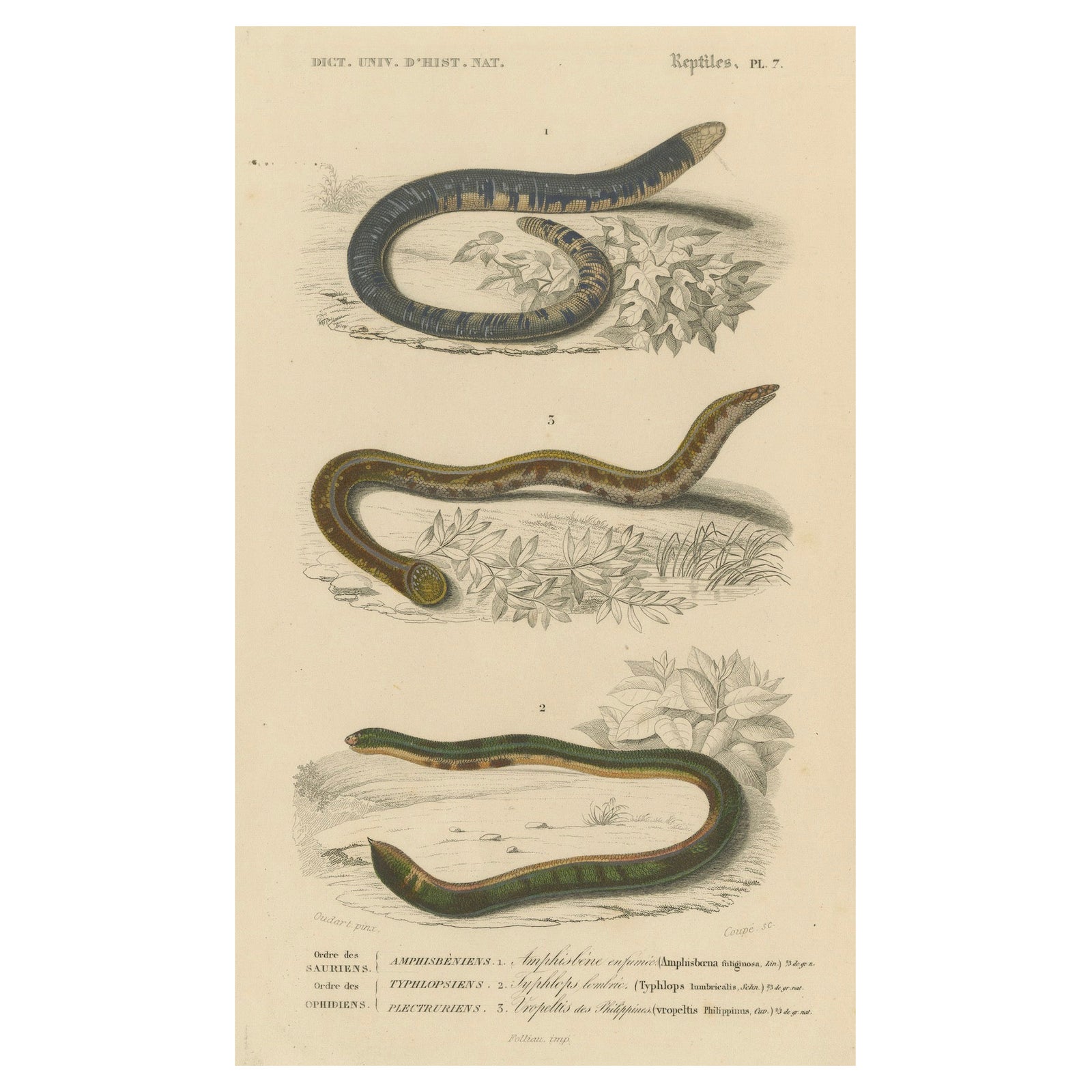 Snake Print of Worm Snake, Philippine Uropeltis and Amphisbaena, c.1850