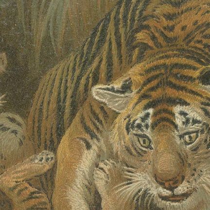 Tigress and Cubs, Antique Tiger Print, Victorian Wildlife Art 1894, close-up 5