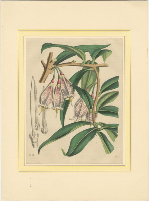 Set of Four Hand-Colored Botanical Prints from Book of Worlds, 1848, view 3