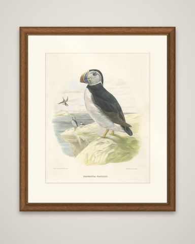 Spectacular Rare Large Antique Bird Print of The Large-Bill Puffin, 1868, shown framed