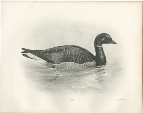 Brent Goose Swimming, Plate CLXIV after Lilian Medland, c. 1909, view 2