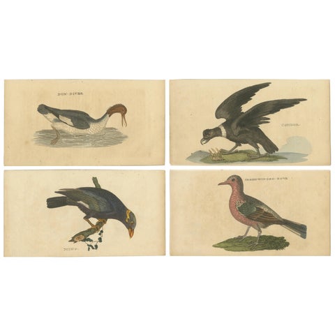 Set of 4 Antique Bird Prints, Dove, Condor, Mino, Dun Diver, 1815