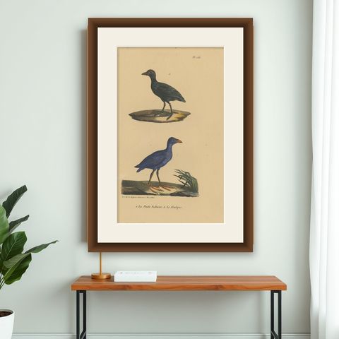 Pl. 155 Antique Bird Print of a Purple Gallinule & Coot by Lejeune 'c.1830', shown framed on a wall