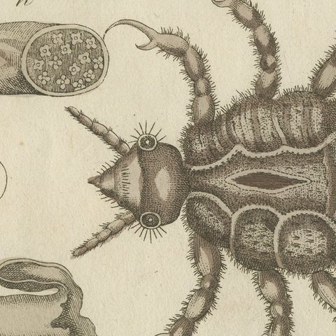 Flea and Louse Under the Microscope, Antique Bertuch Print, circa 1805, close-up 3