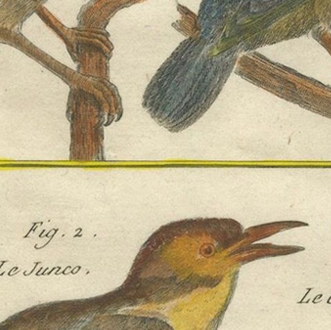 Hand-Colored Engraving of European & Exotic Birds from Histoire Naturelle, 1790, close-up 5