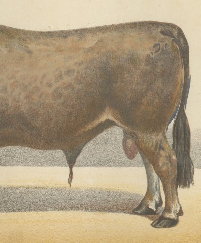 Bazadaise Bull, French Cattle Chromolithograph by Olivier de Penne, 1863, close-up 3
