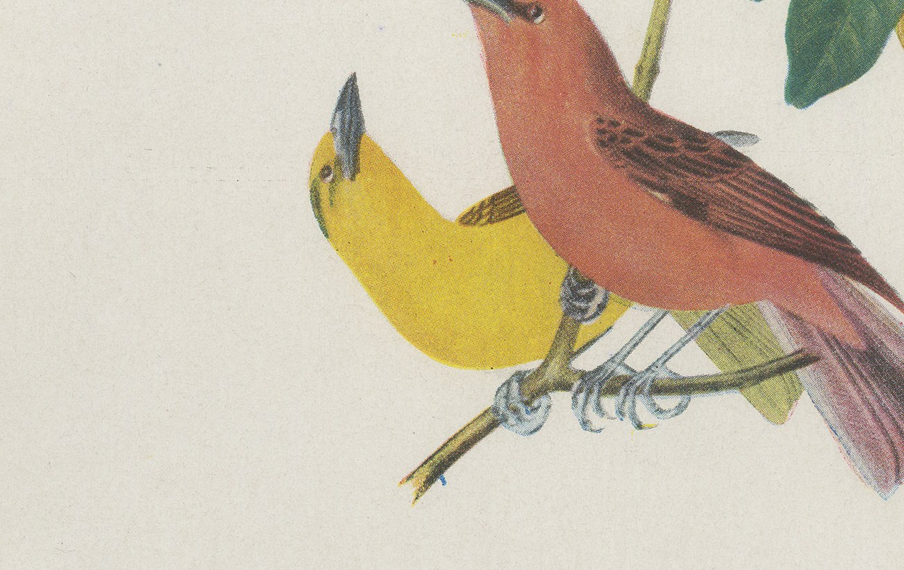 Red Tanagers, Brazilian Bird Print, Descourtilz, 1944, view 5