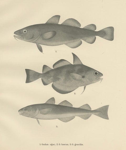 Greenland Cod, Pout and Poor Cod - Intricate Scandinavian Fish Lithograph, 1895, close-up 4
